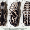 melitaea trivia azerbaijan pupa ex larva 1